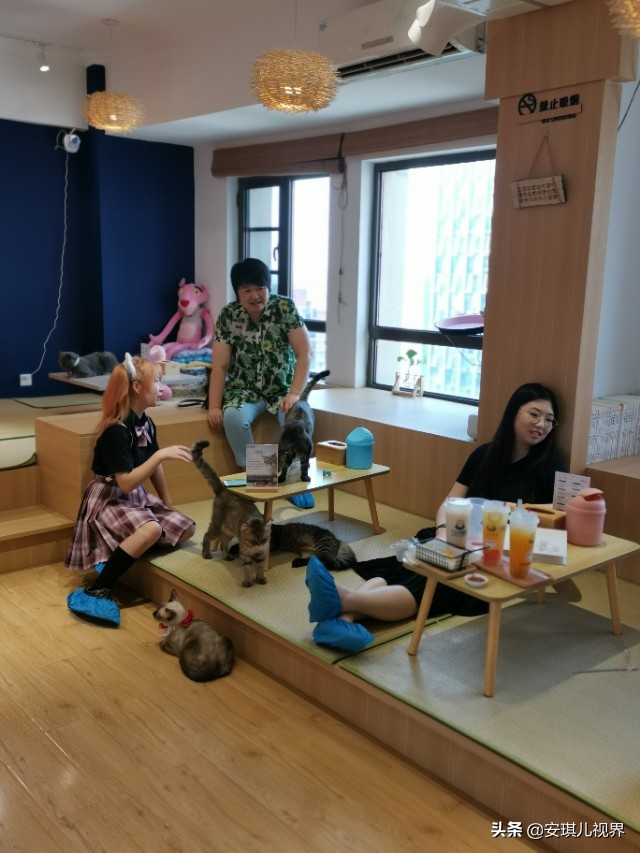 家有爱宠休闲式宠物店撸猫馆,宠物猫舍撸猫馆