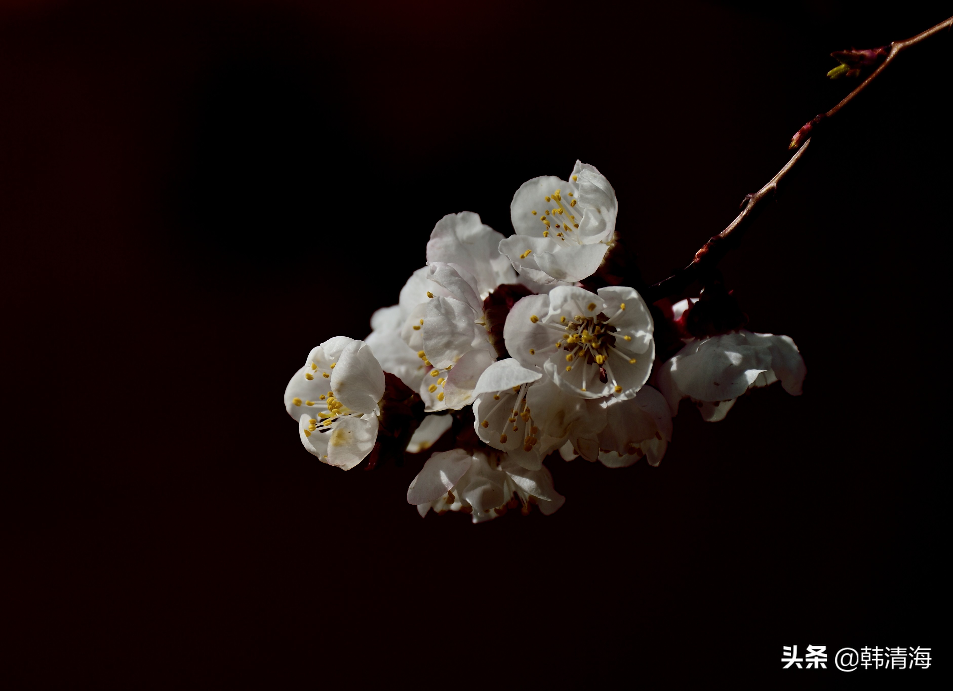 天津市南开区水畔花园新房,天津杏花什么时候开花