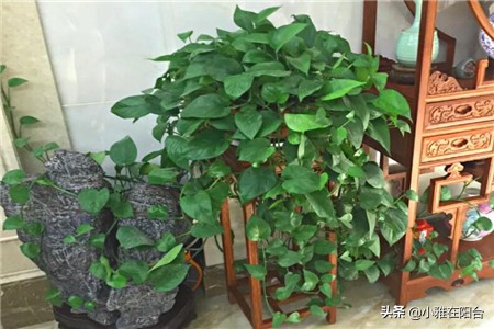 绿萝叶子发黄多久浇次水,绿萝叶子蔫了变软发黑是什么原因