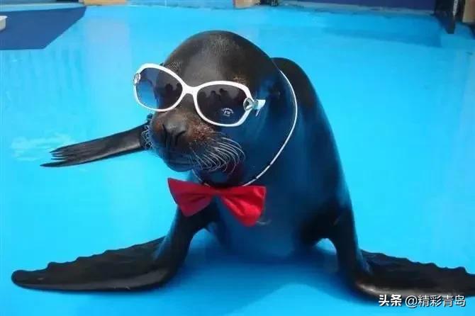 青岛极地海洋公园水母馆,青岛极地海洋公园门票