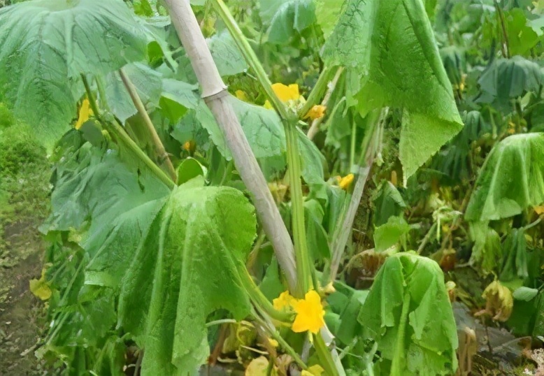 黄瓜枯萎病防治方法,黄瓜萎蔫症症状