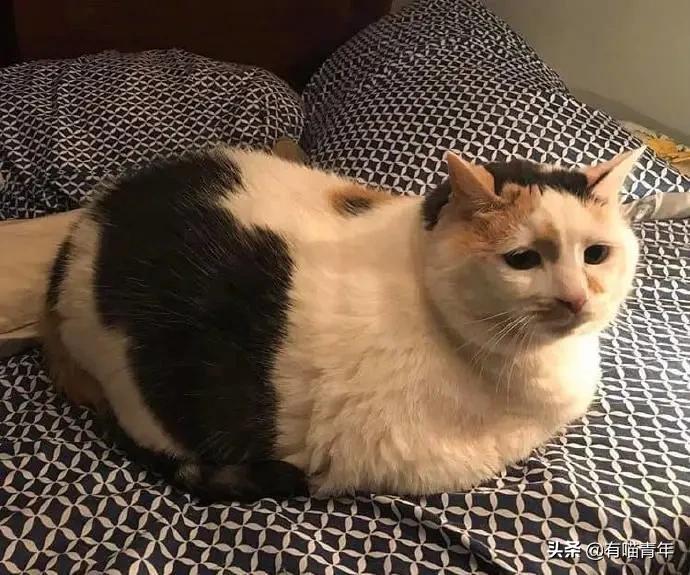 医生说我家猫很有性格,医生说我的猫有点傻