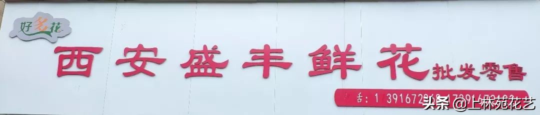 西安新年鲜花批发,西安鲜花店批发进货渠道