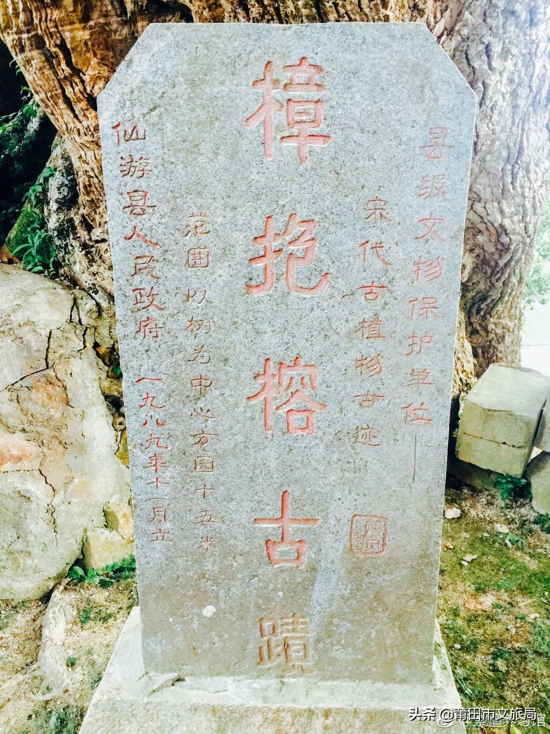 千年古樟树福建仙游,樟树千年古香樟