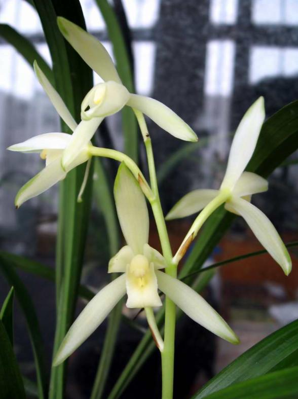 此兰被誉为国兰双圣,此兰