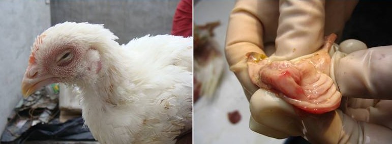 鸡支气管堵塞的防治方法,养鸡支气管堵塞用什么药