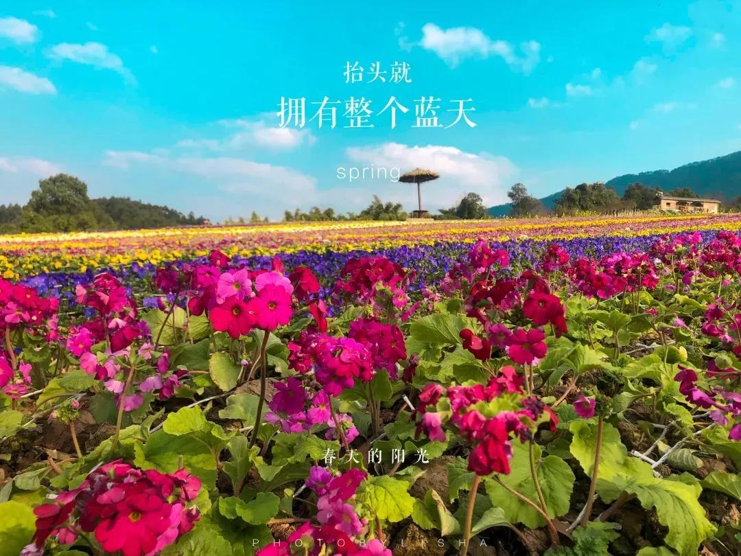 战旗村妈妈农庄,到战旗村妈妈农庄怎么走