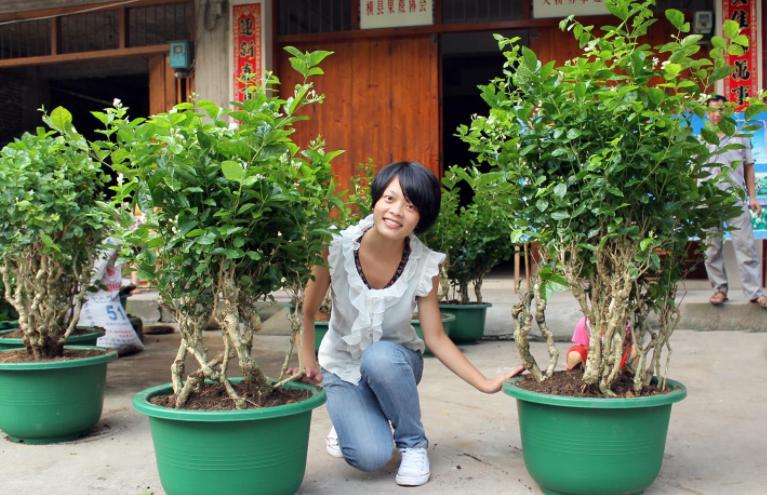 茉莉叶子发黄长蜘蛛网,盆栽茉莉有红蜘蛛怎么办