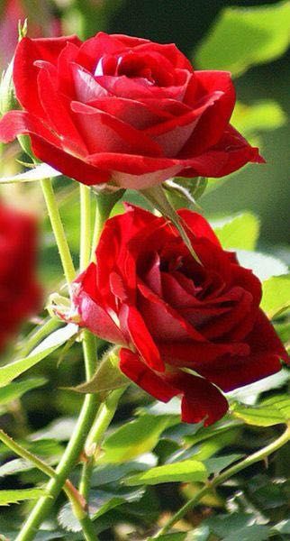 手机壁纸玫瑰花高清图片全屏,三枝玫瑰花一只手手机全屏壁纸