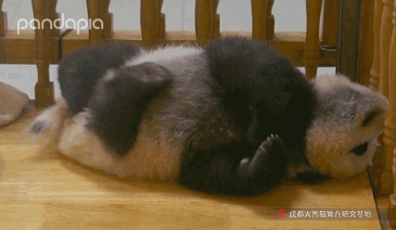 新品种大熊猫七仔,大熊猫花花和大熊猫七仔