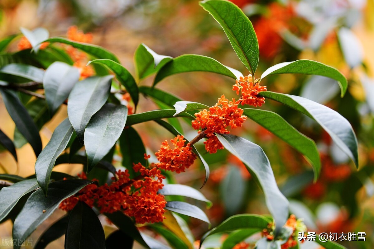 白居易的八木诗，写了八种树木都有缺点，为何却对桂花大加赞赏？