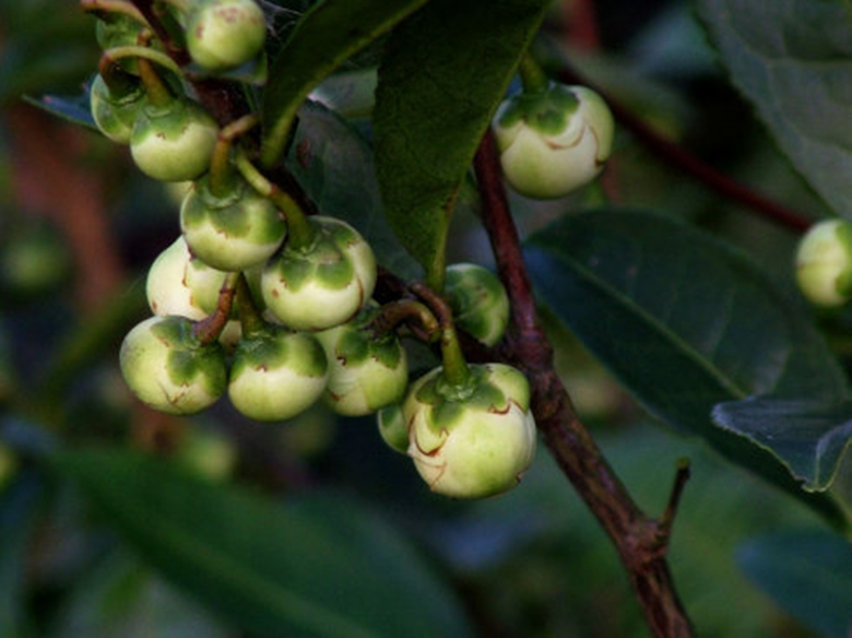 抹茶到底是怎么吃,抹茶到底有多难吃