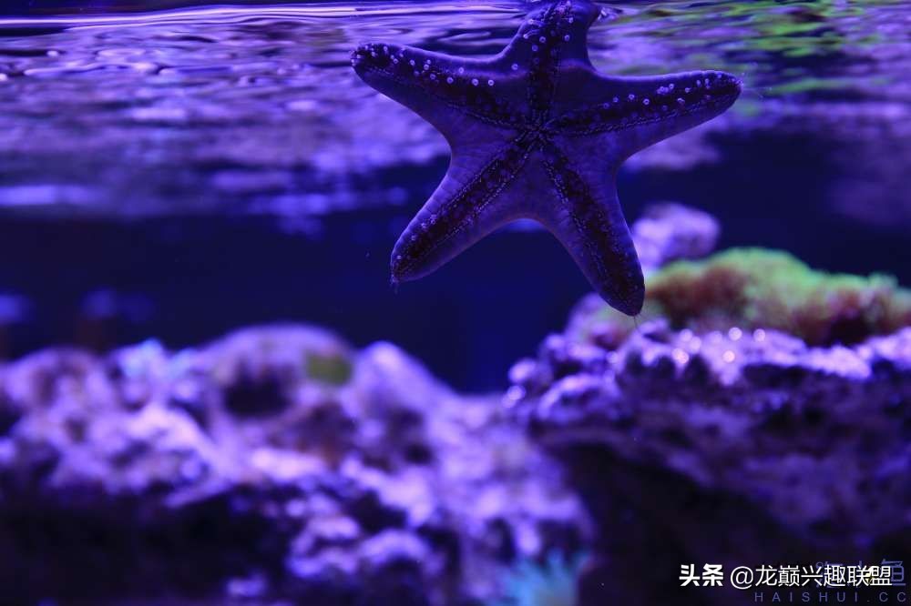 从零开始玩海缸的方法,从零开始玩海缸全过程