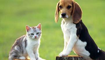 宠物繁殖与育种重点知识,宠物繁殖要学什么