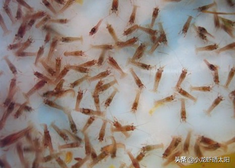 如何加快小龙虾脱壳期产卵,小龙虾爆卵了该怎么养