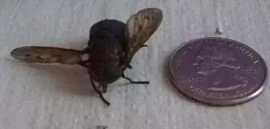 世界十大不寻常宠物,全球最稀有的宠物