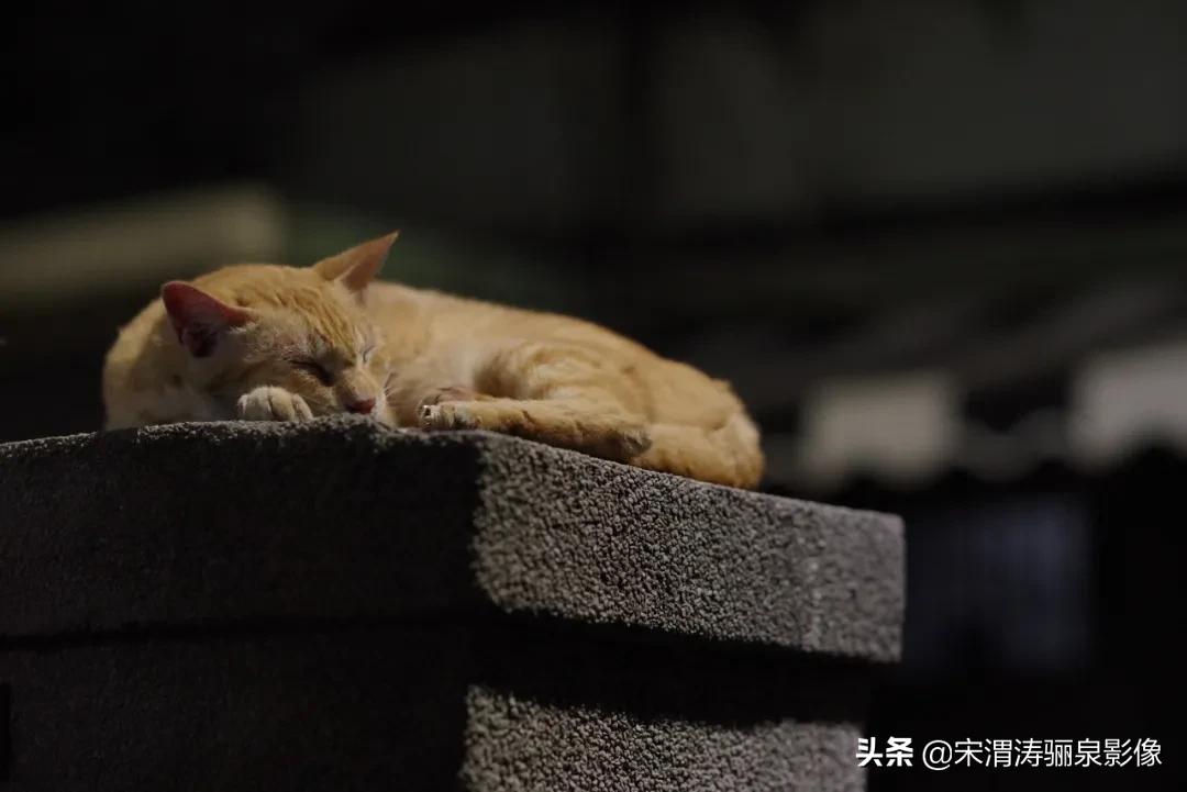 pentax十大经典相机,pentax好吗