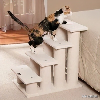 猫咪斗鸡眼是什么意思,猫咪斗鸡眼困倦不爱动微微颤抖