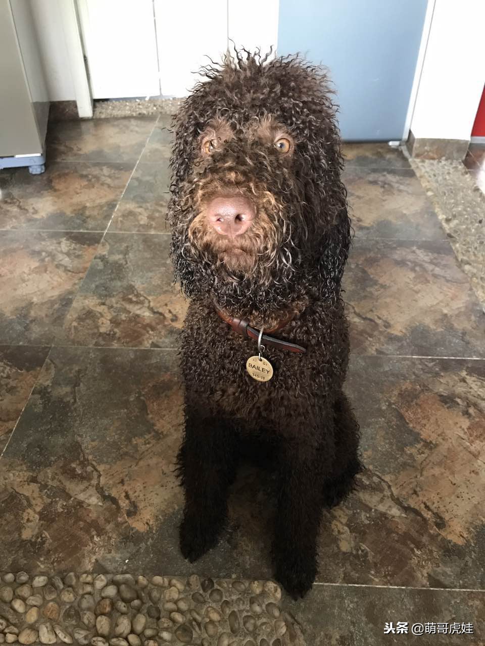 巨型贵宾犬剃完毛毛是什么样子的,巨型贵宾犬多大就能剪毛