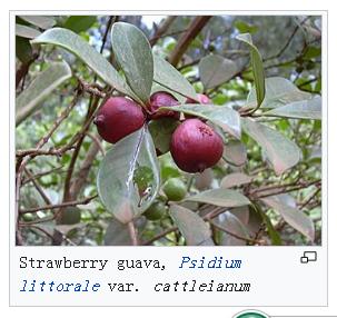 芭乐和番石榴与石榴的区别,番石榴和芭乐有什么区别和功效