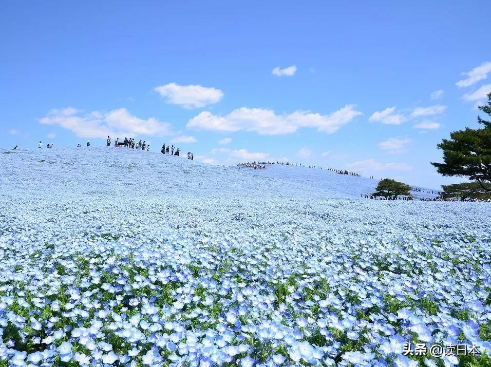 日本茨城连续7年被评魅力最低,可看了真实的她之后,我被美哭了
