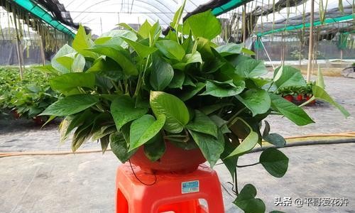 发财树绿萝如何救活,发财树绿萝怎么养才能更旺盛