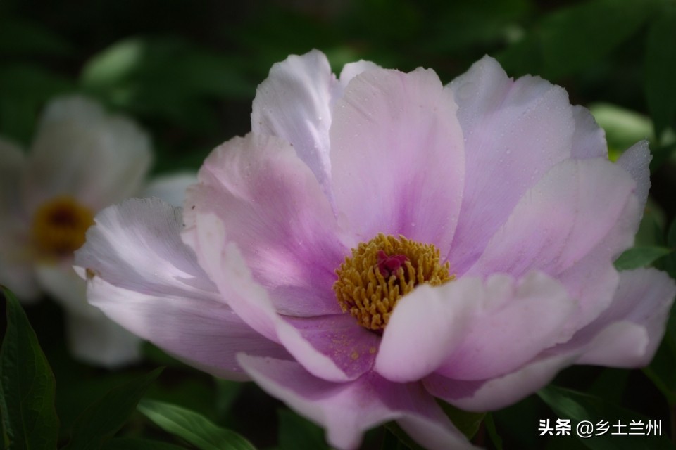 芍药花开的季节等你欣赏,芍药花开如诗如画