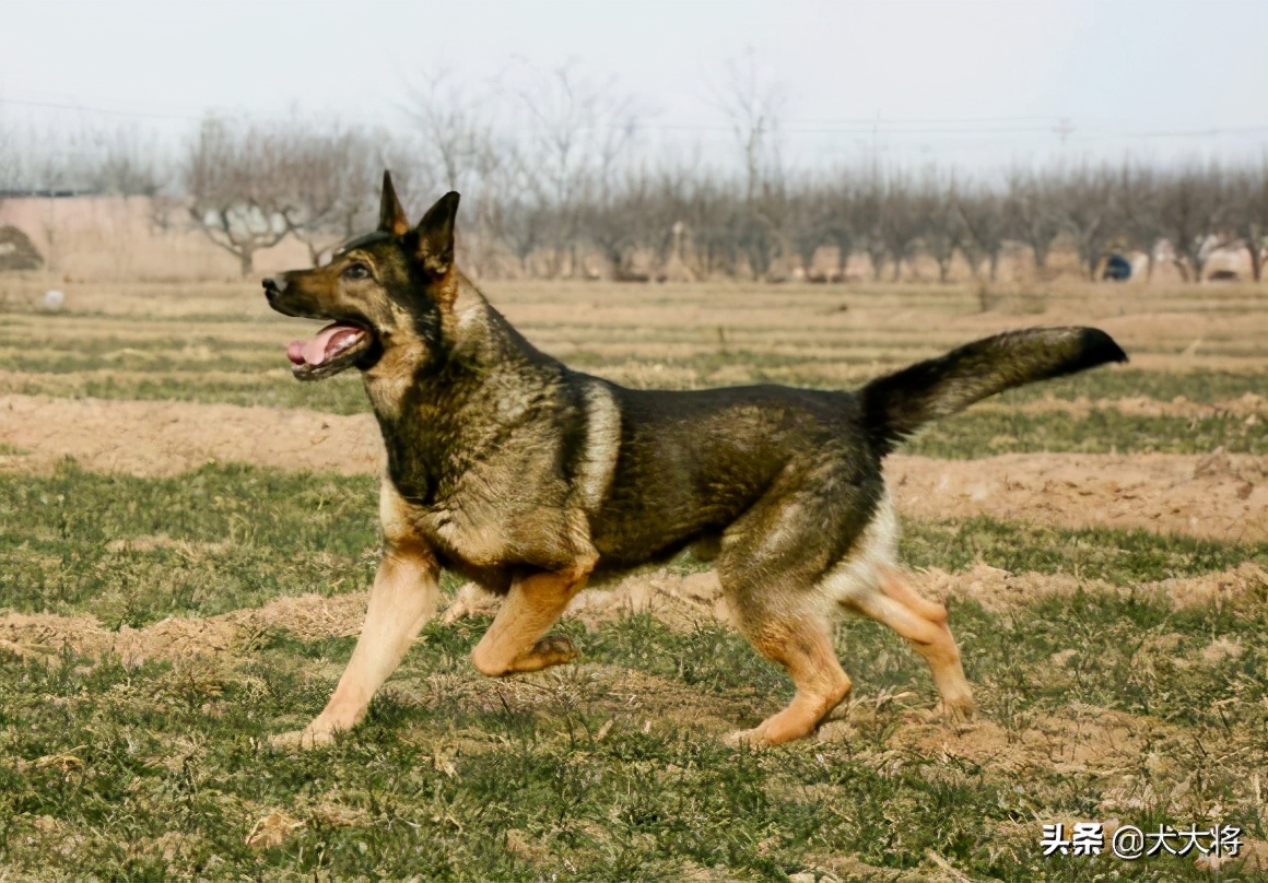 黑狼犬和莱州红犬哪个强,猛犬大战野狼