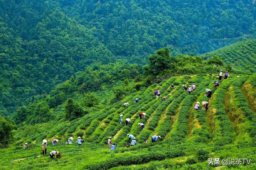 第四届安溪铁观音大师赛决赛结果,安溪铁观音茶王赛举行