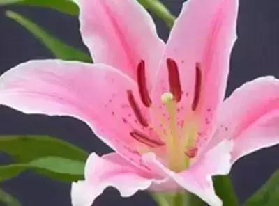 拍摄花的花语,100种摄影基础美学