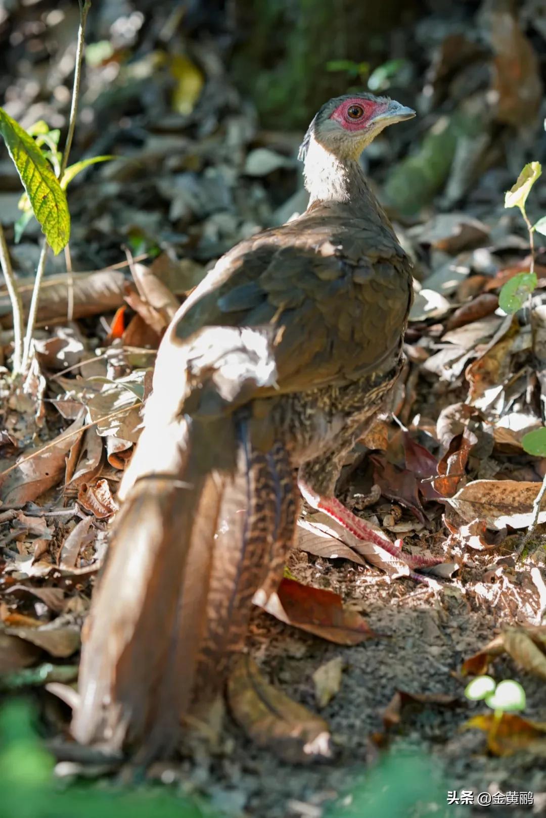 为什么云南女人长相好看,云南真的很漂亮吗