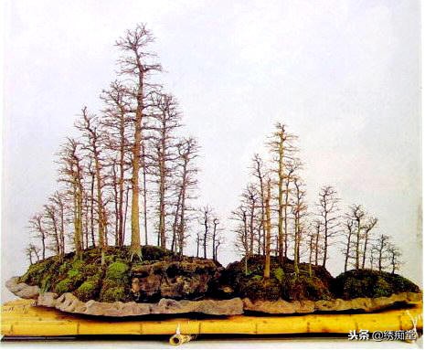 丛林式盆景欣赏,盆景欣赏及制作