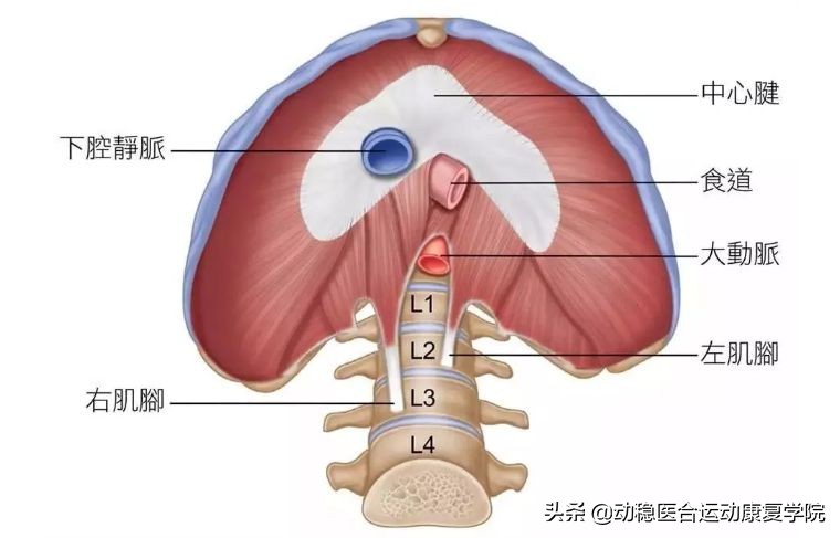 骨盆底肌不得不知的秘密（一）
