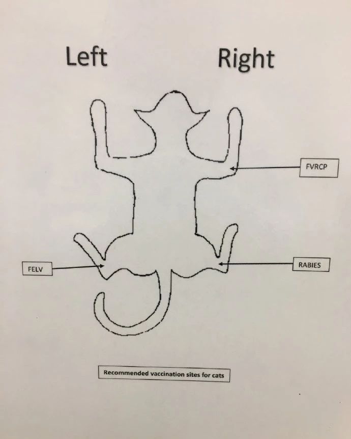 小猫打针后死了,小猫打了狂犬疫苗还会得病吗
