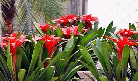 杀虫药配方大全,农用杀虫药最佳配方