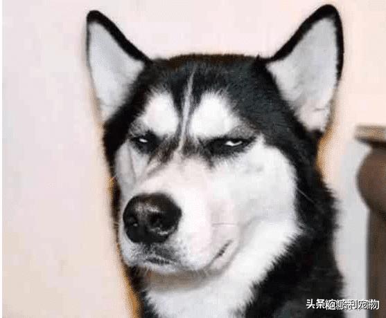 100种常见宠物价格表,最常见十种宠物狗价格