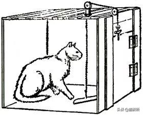 猫比狗聪明吗知乎,猫比狗诚实吗