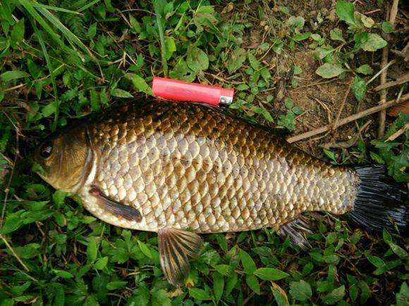 七星漂朝天钩冬钓,朝天钩冬钓鲫鱼用几号线合适