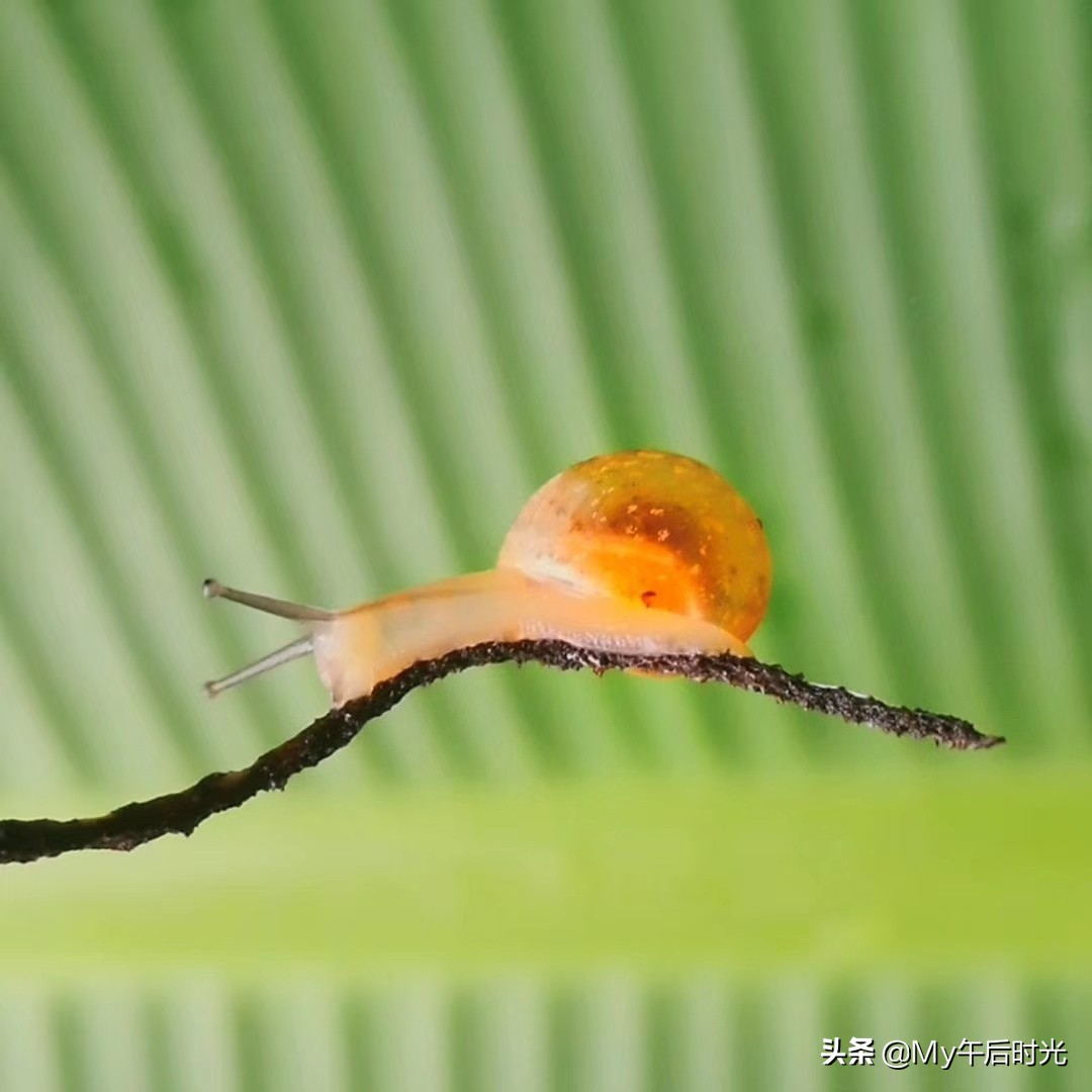 范文健步如飞的蜗牛,健步如飞的蜗牛图画
