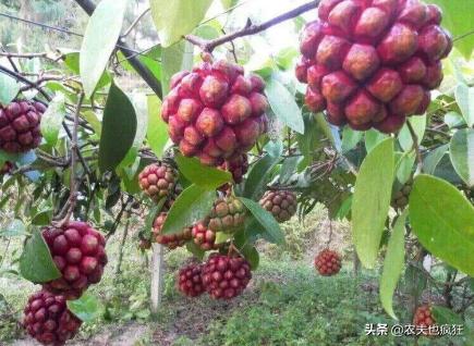 黄色像足球花纹一样的野果,长得像足球野果