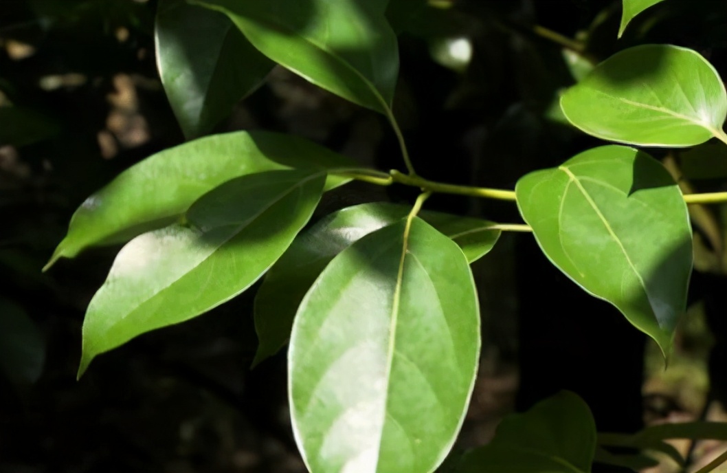 樟树哪种药用价值高,樟树用途与价值