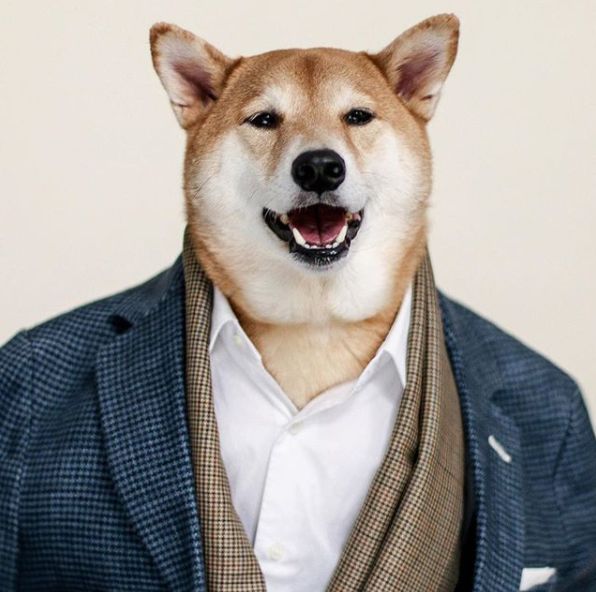 帅到各种时尚大牌求合作，它居然是条狗……你们信吗？
