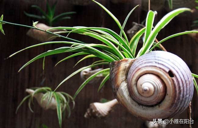 水培吊兰怎么用肥水好呢,水培吊兰怎么才能长得更好