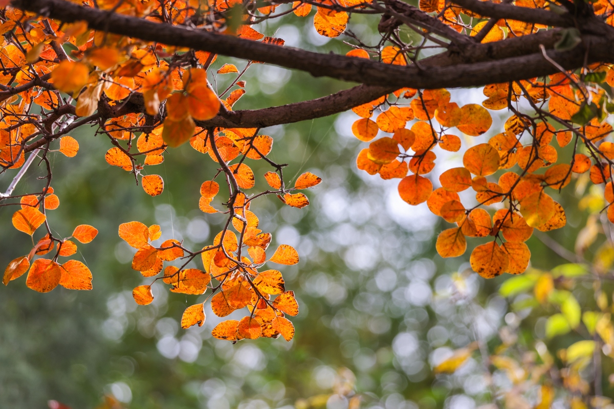 浣宠兘闀跨劍rf100-400,闀跨劍浣宠兘RF闀滃ご