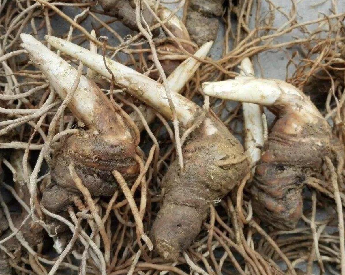 南方种什么药材树值钱,南方什么树最值钱又好