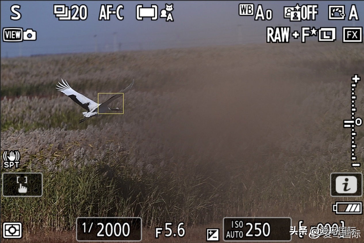 尼康z9有希望更新人像模式吗,尼康z9为什么适合打鸟