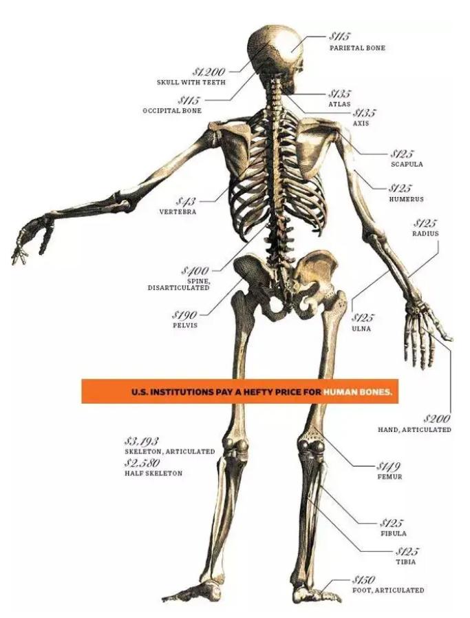 印尼富二代用儿童脊椎和鳄鱼舌头,24岁印尼富二代手拿爆人骨包