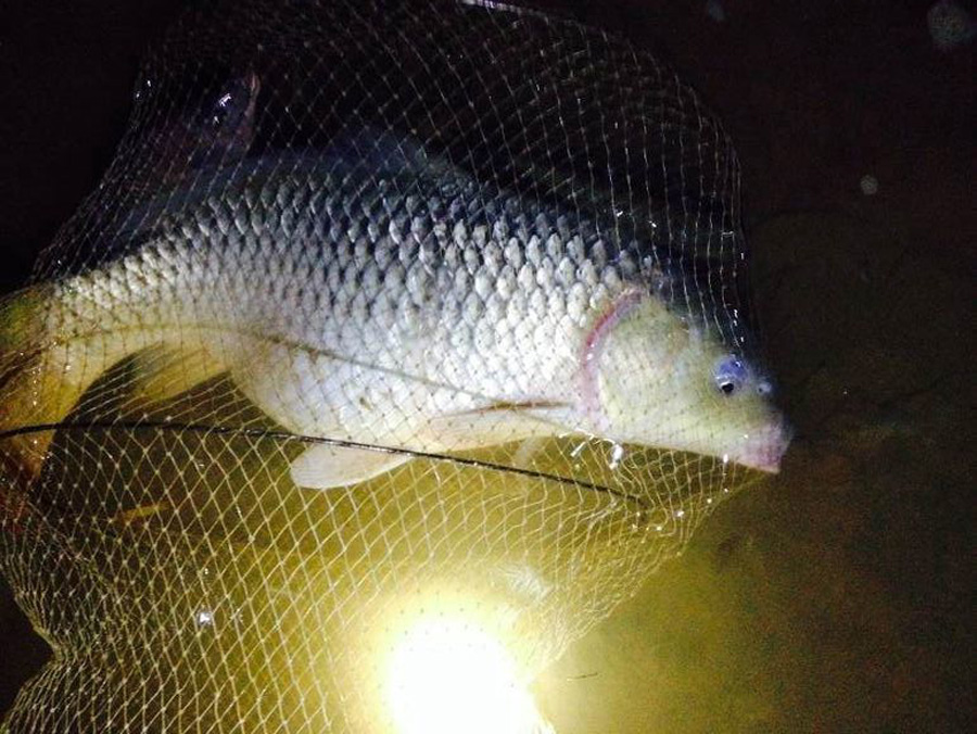 钓鱼夜钓需要什么技巧,夜钓小技巧和注意事项