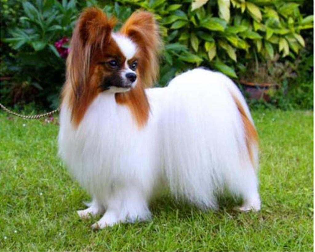 这狗狗的智商也是逆天了,这只狗的智商让主人觉得不可思议