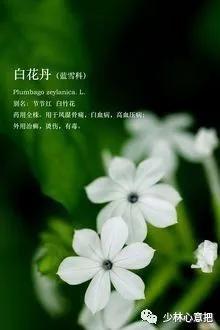 中药药材大全及功效,补肾中药大全及功效